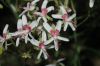 image of Pelargonium crithmifolium