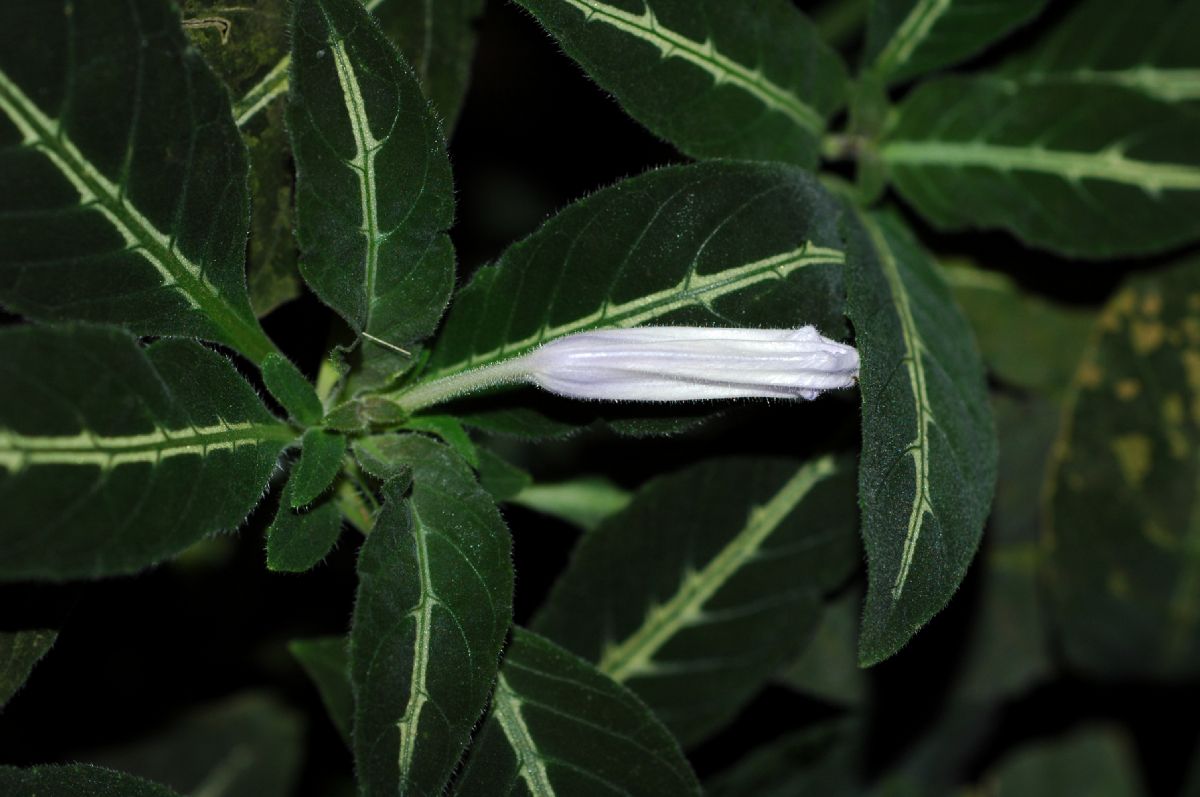 Acanthaceae Ruellia portellae