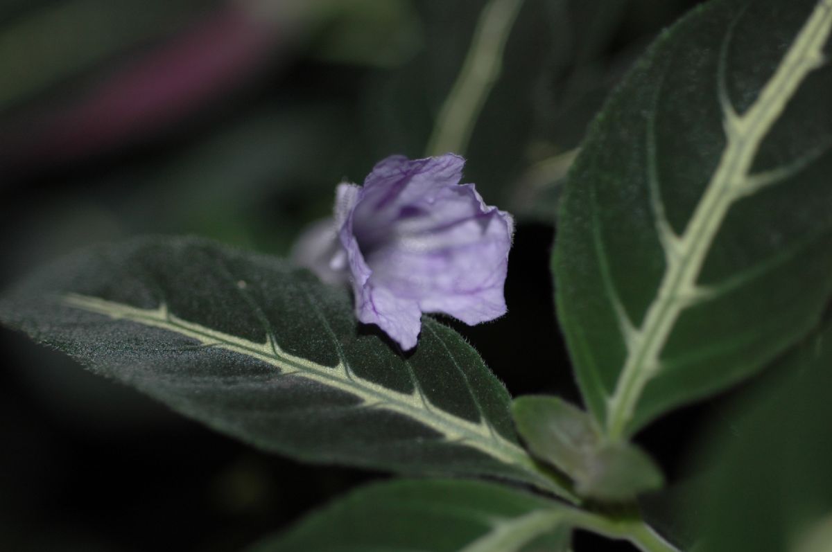 Acanthaceae Ruellia portellae