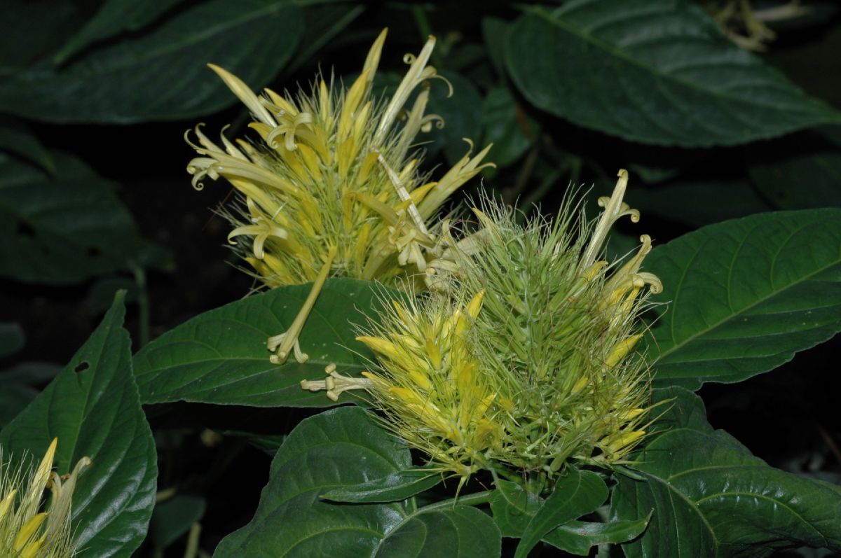 Acanthaceae Schaueria calycotricha