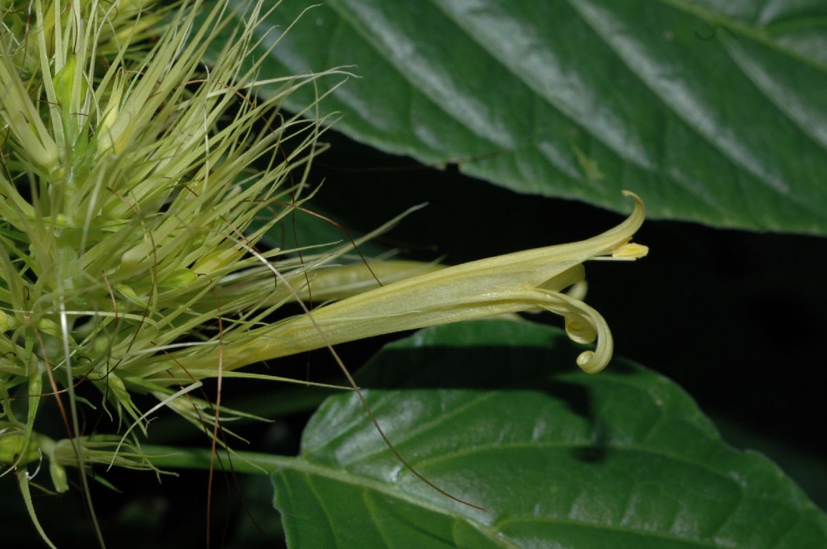 Acanthaceae Schaueria calycotricha