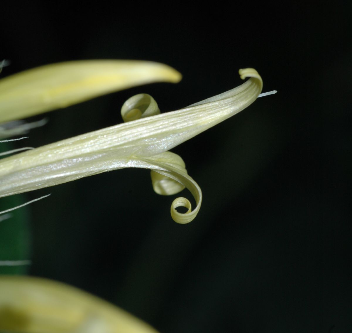 Acanthaceae Schaueria calycotricha