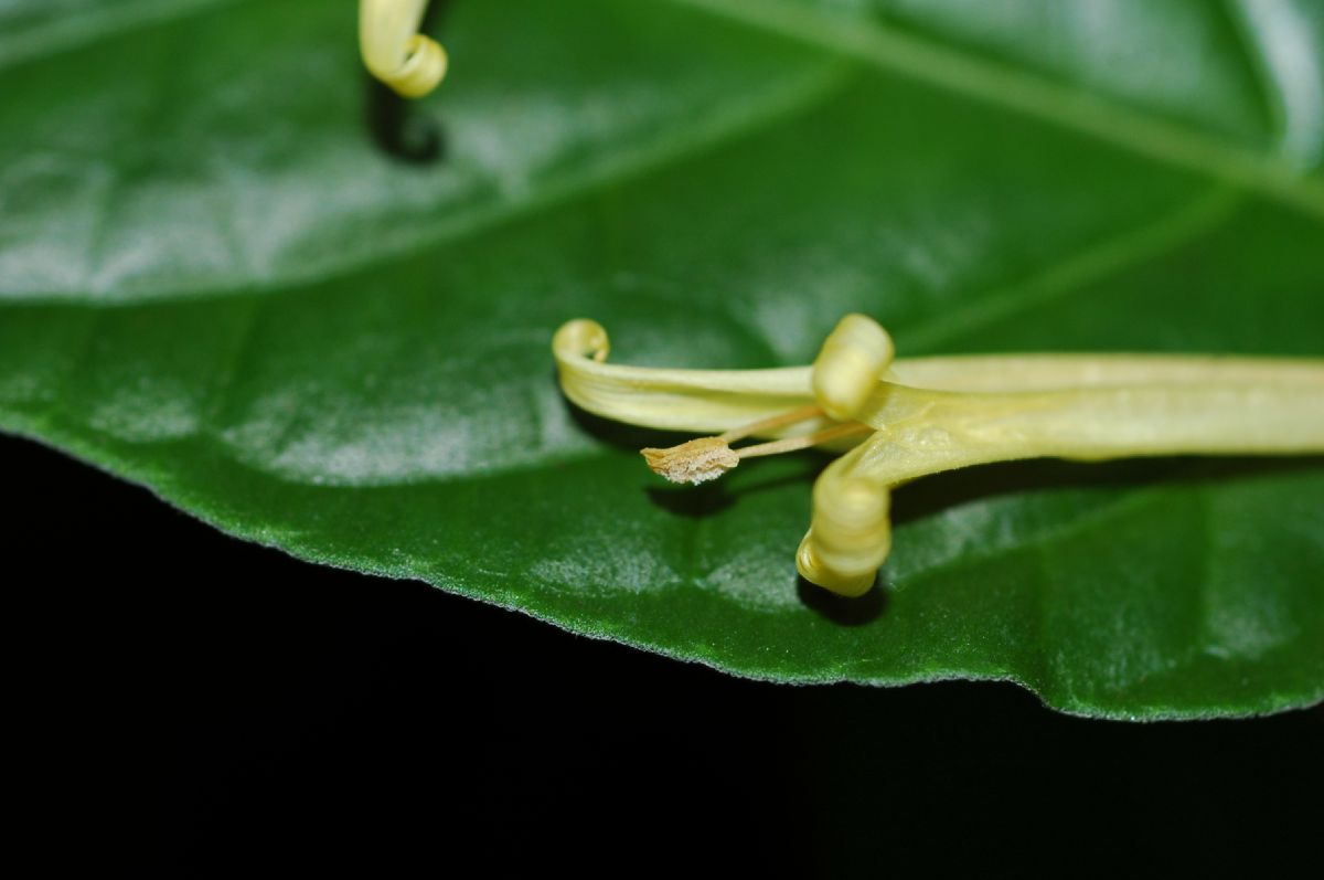 Acanthaceae Schaueria calycotricha