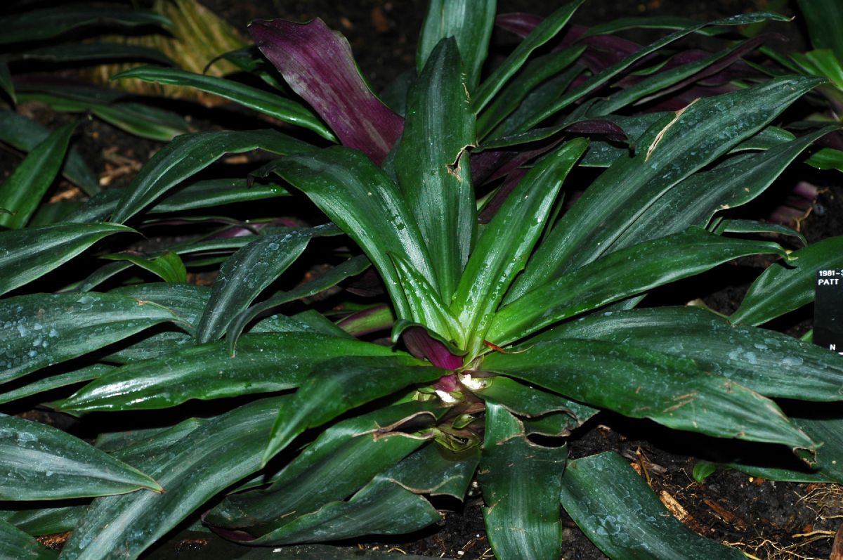Commelinaceae Tradescantia spathacea