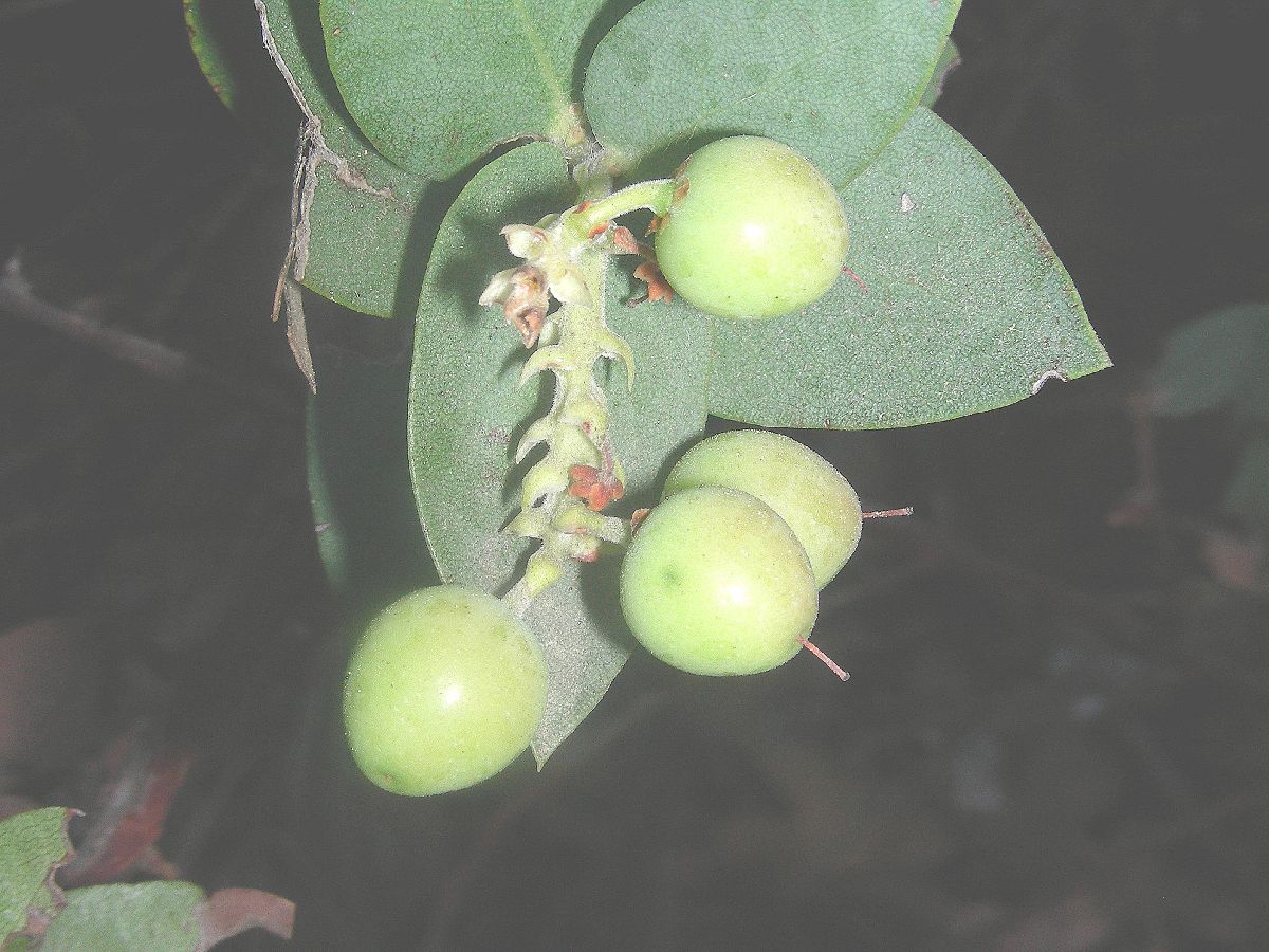 Ericaceae Arctostaphylos osoensis