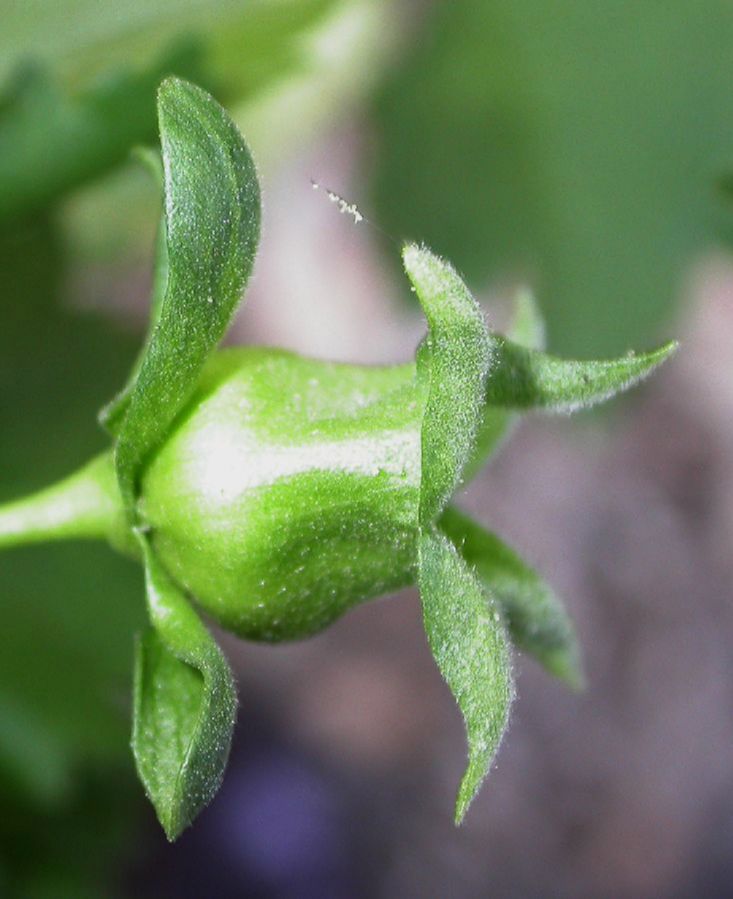 Malvaceae Lavatera assurgentiflora