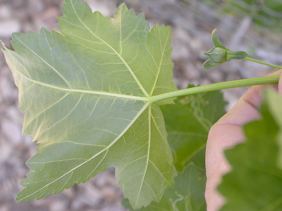 Malvaceae Lavatera assurgentiflora