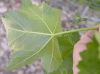 image of Lavatera assurgentiflora