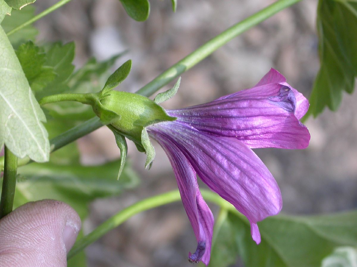 Malvaceae Lavatera assurgentiflora