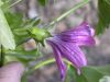 image of Lavatera assurgentiflora
