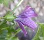 image of Lavatera assurgentiflora