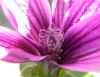 image of Lavatera assurgentiflora