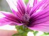 image of Lavatera assurgentiflora