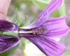 image of Lavatera assurgentiflora