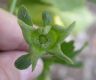 image of Lavatera assurgentiflora
