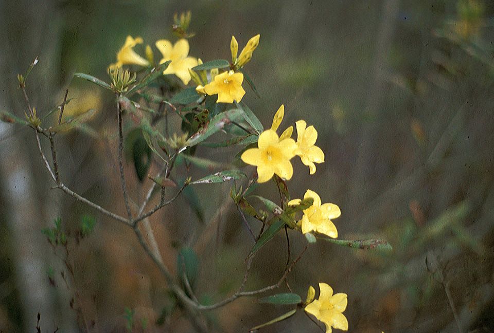 Gelsemiaceae Gelsemium 
