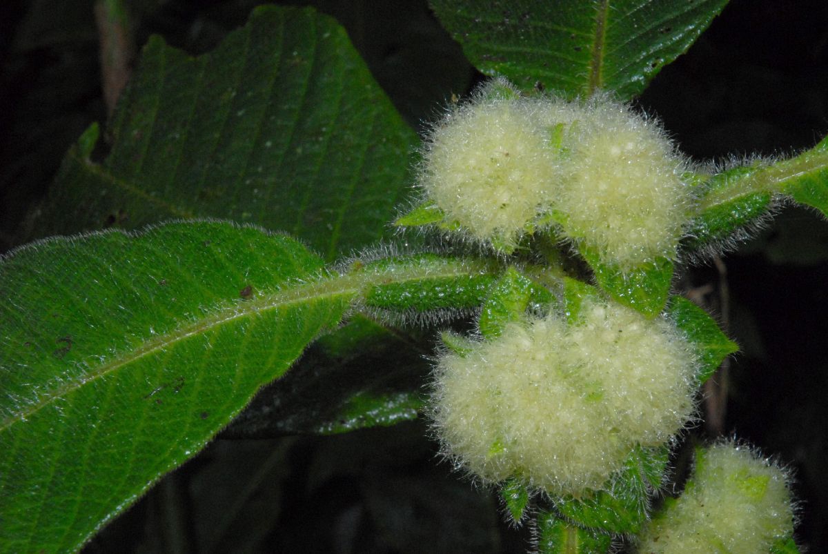 Rubiaceae Hoffmannia vesciculifera