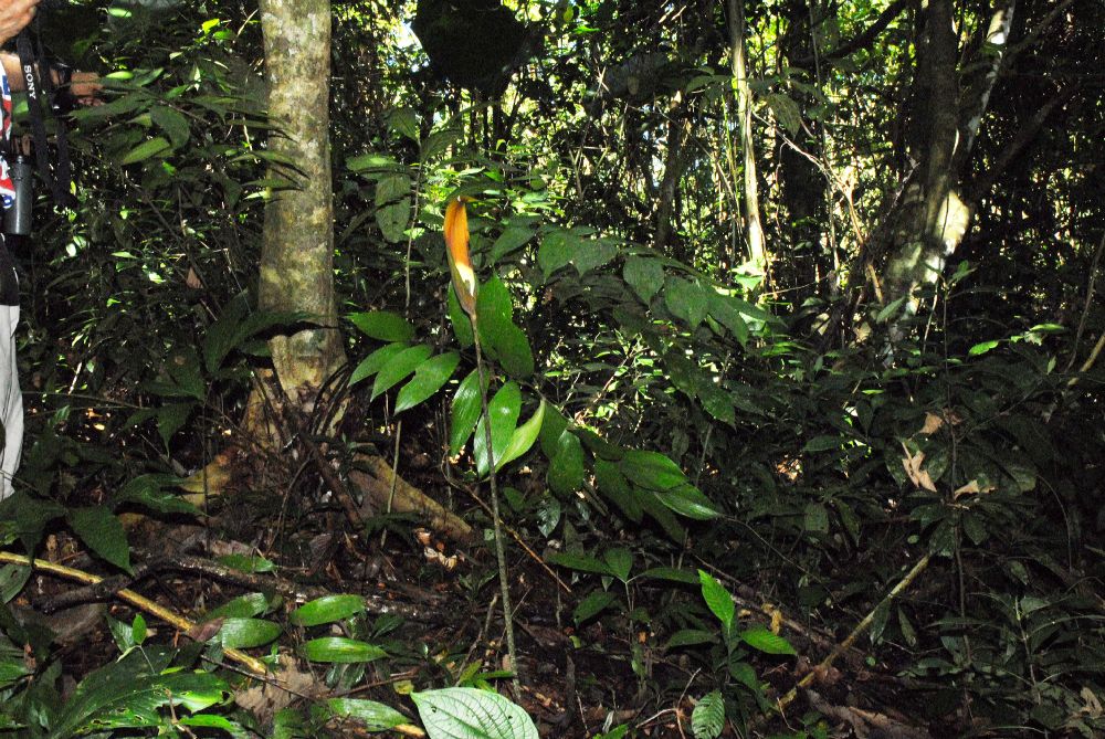 Araceae Dracontium 