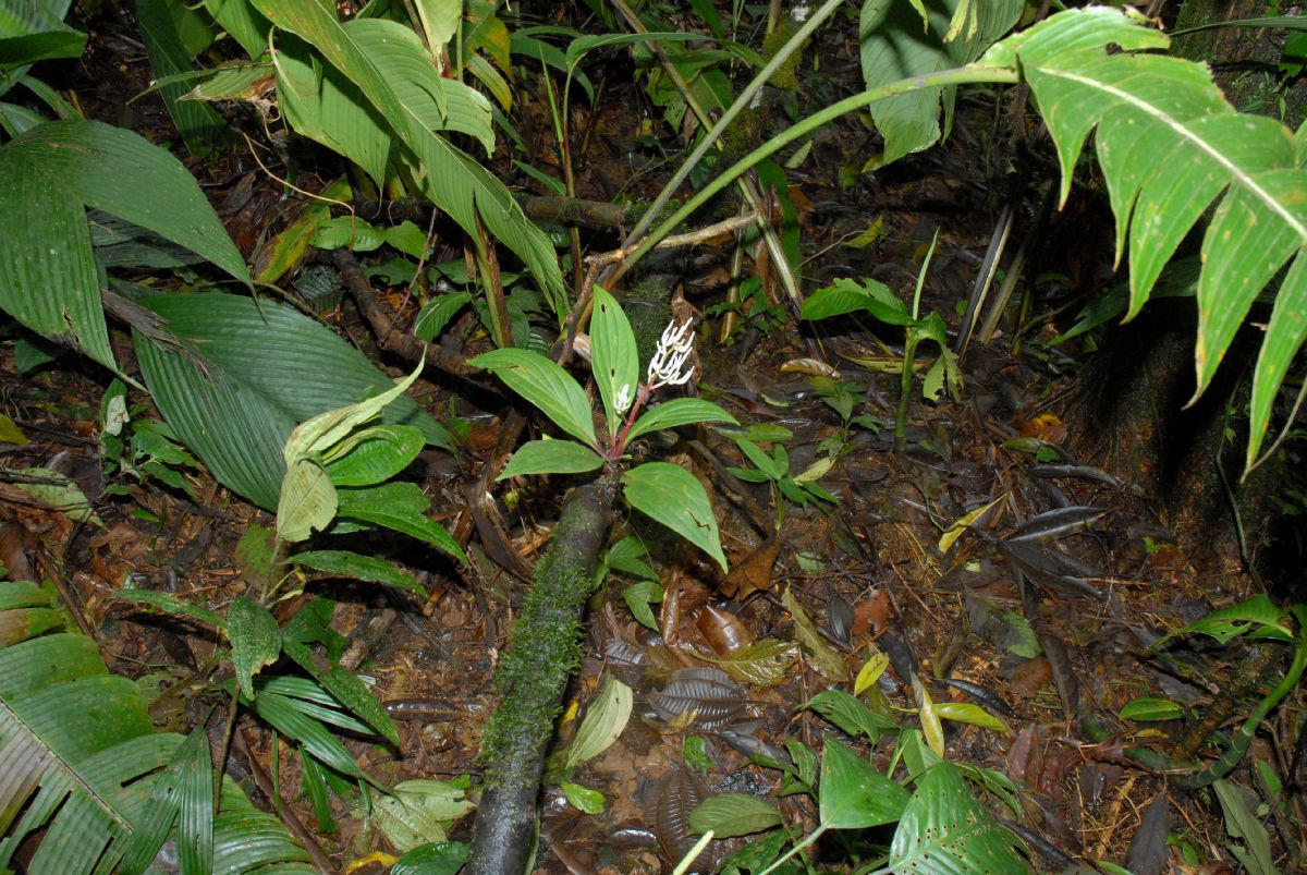 Piperaceae Peperomia 