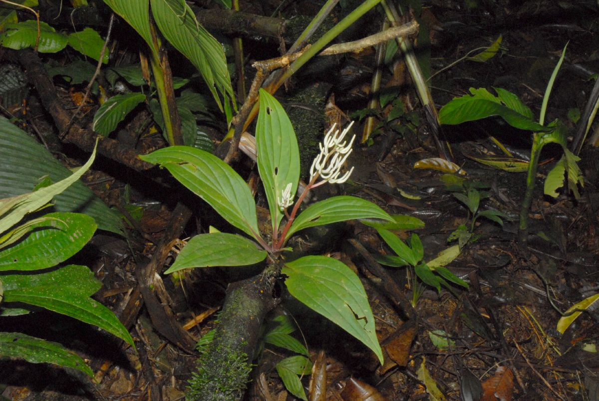 Piperaceae Peperomia 