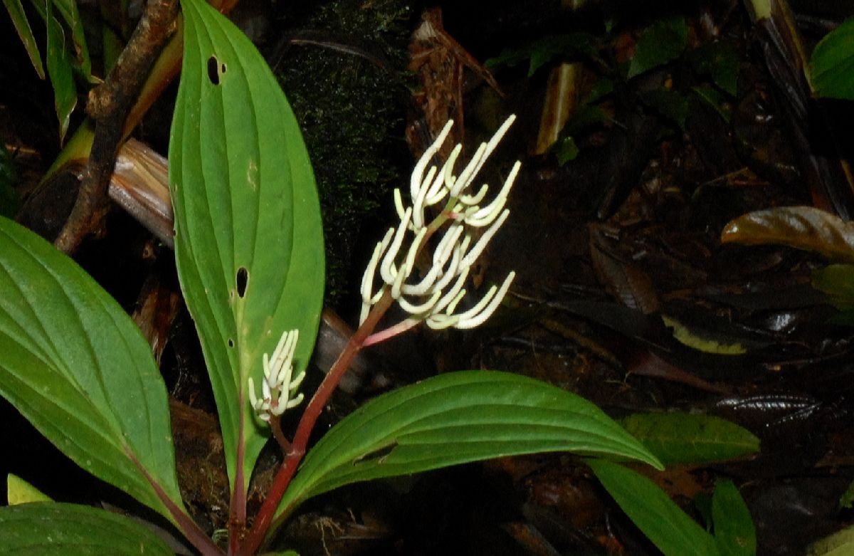 Piperaceae Peperomia 