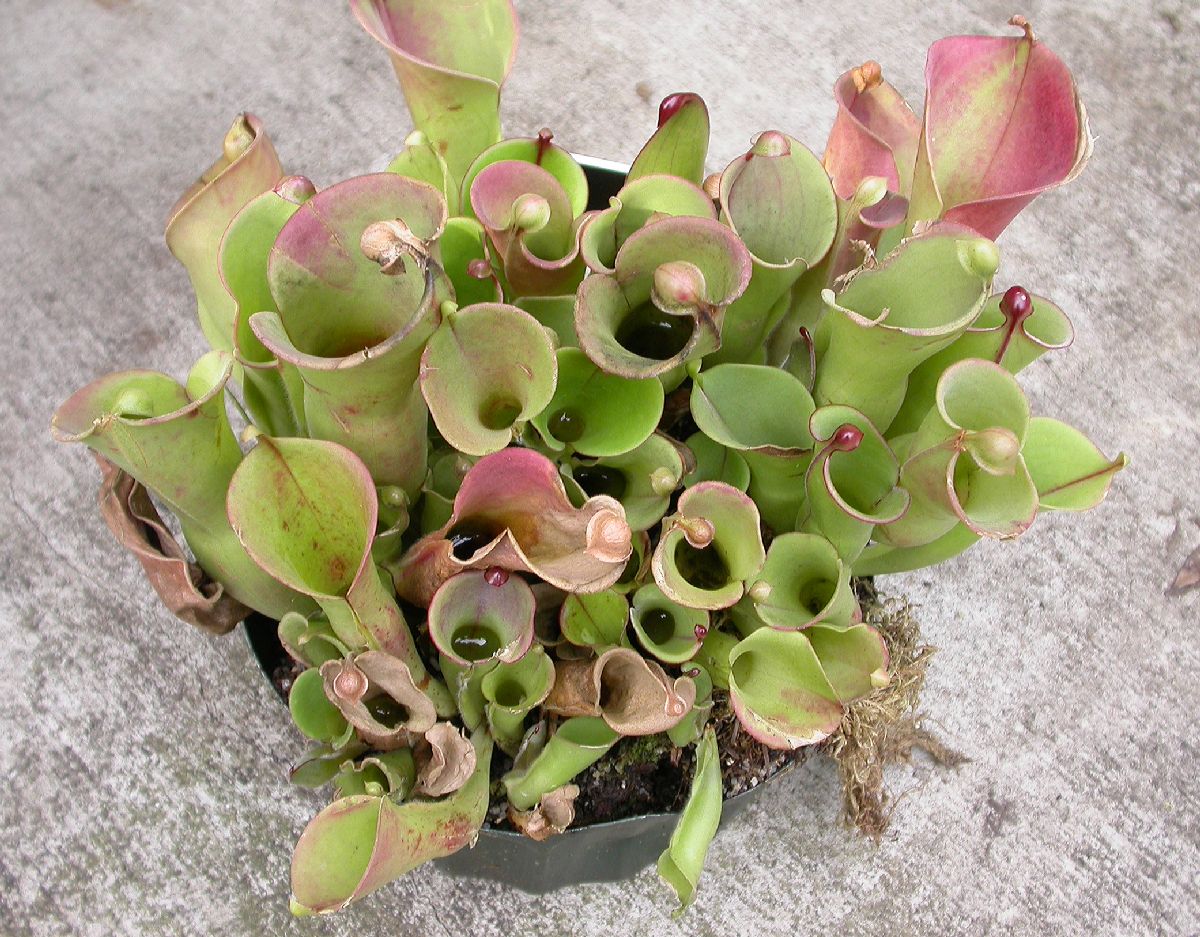 Sarraceniaceae Heliamphora minor