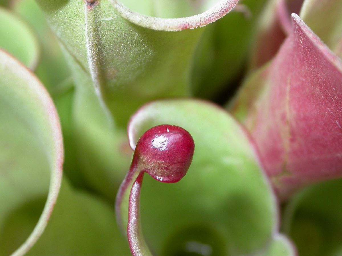 Sarraceniaceae Heliamphora minor