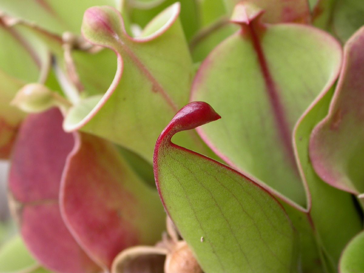 Sarraceniaceae Heliamphora minor