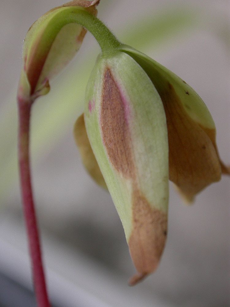 Sarraceniaceae Heliamphora minor