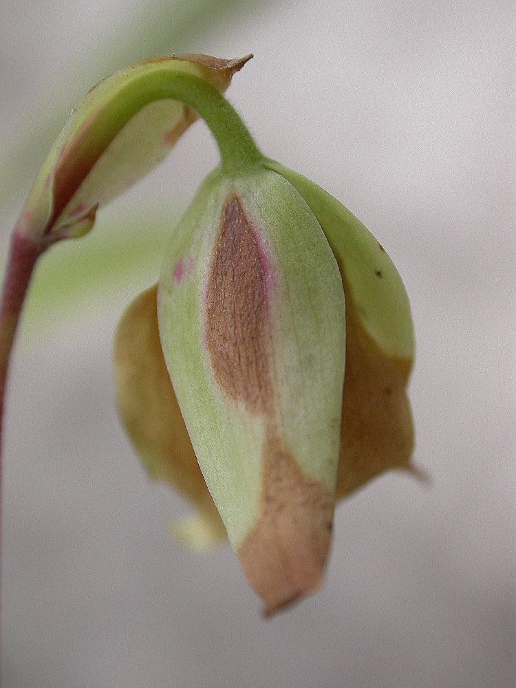 Sarraceniaceae Heliamphora minor