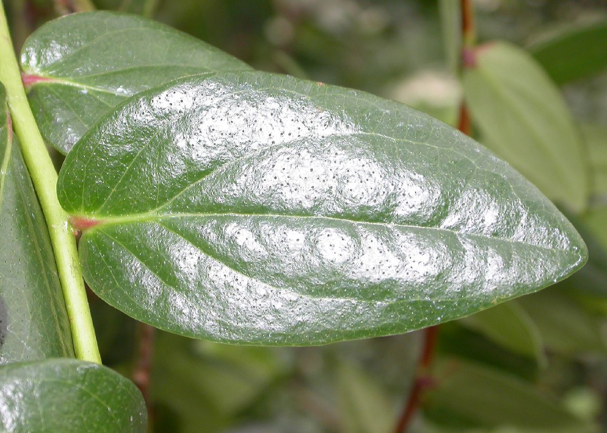 Ericaceae Macleania cordifolia