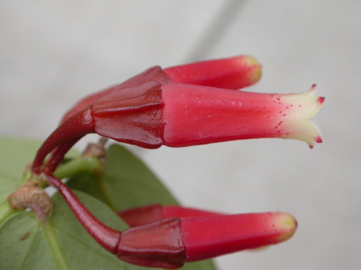 Ericaceae Macleania cordifolia