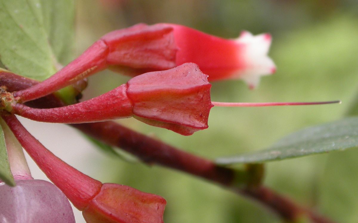 Ericaceae Macleania cordifolia