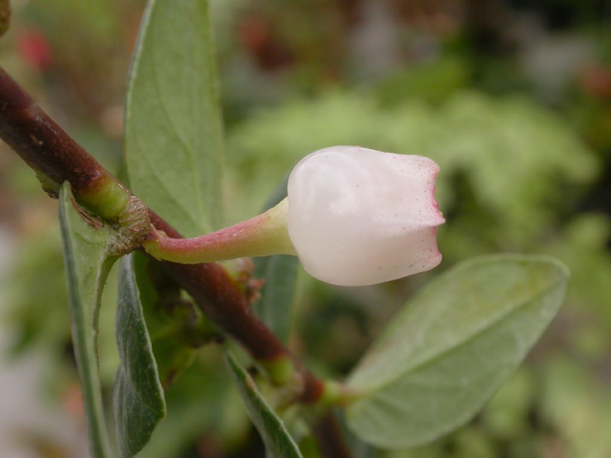 Ericaceae Macleania cordifolia