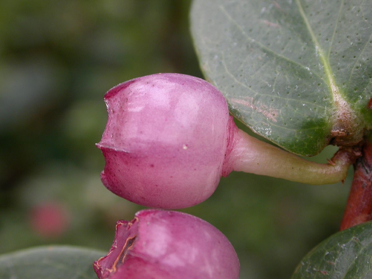 Ericaceae Macleania cordifolia