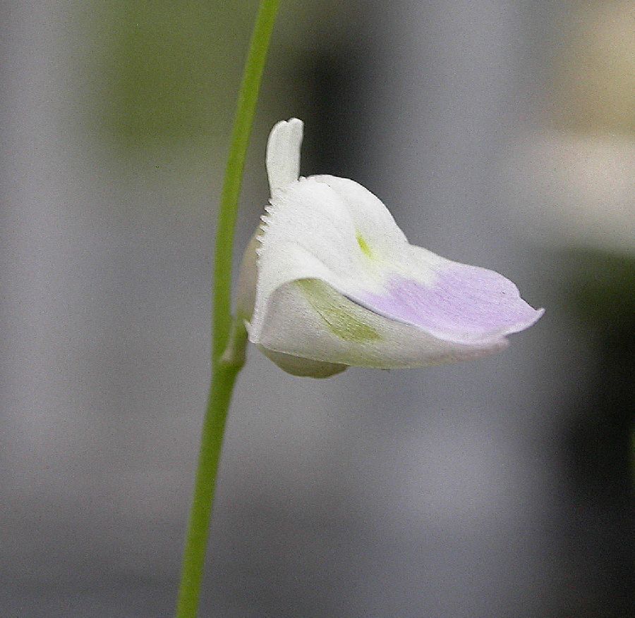 Lentibulariaceae Utricularia livida