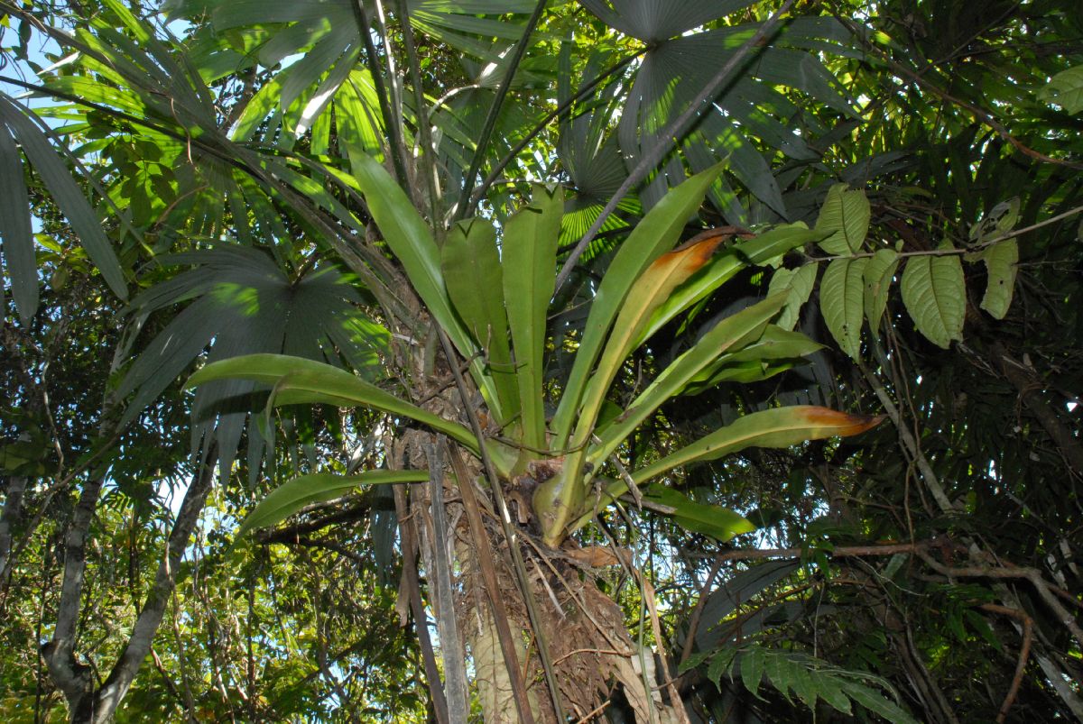 Commelinaceae Cochliostema odoratissimum