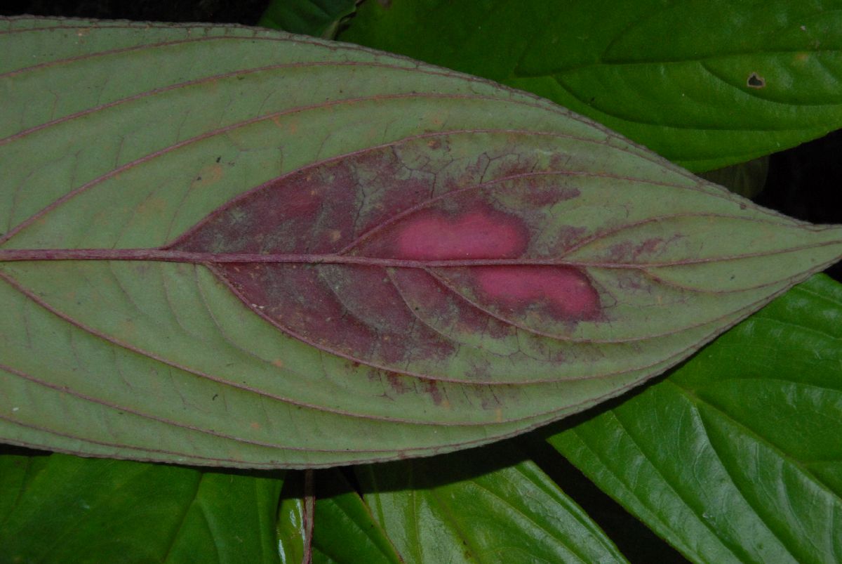 Gesneriaceae Columnea 