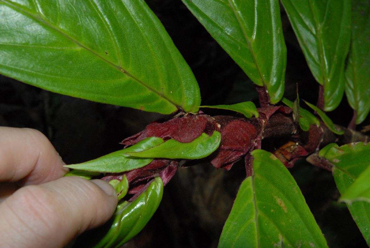 Gesneriaceae Columnea 