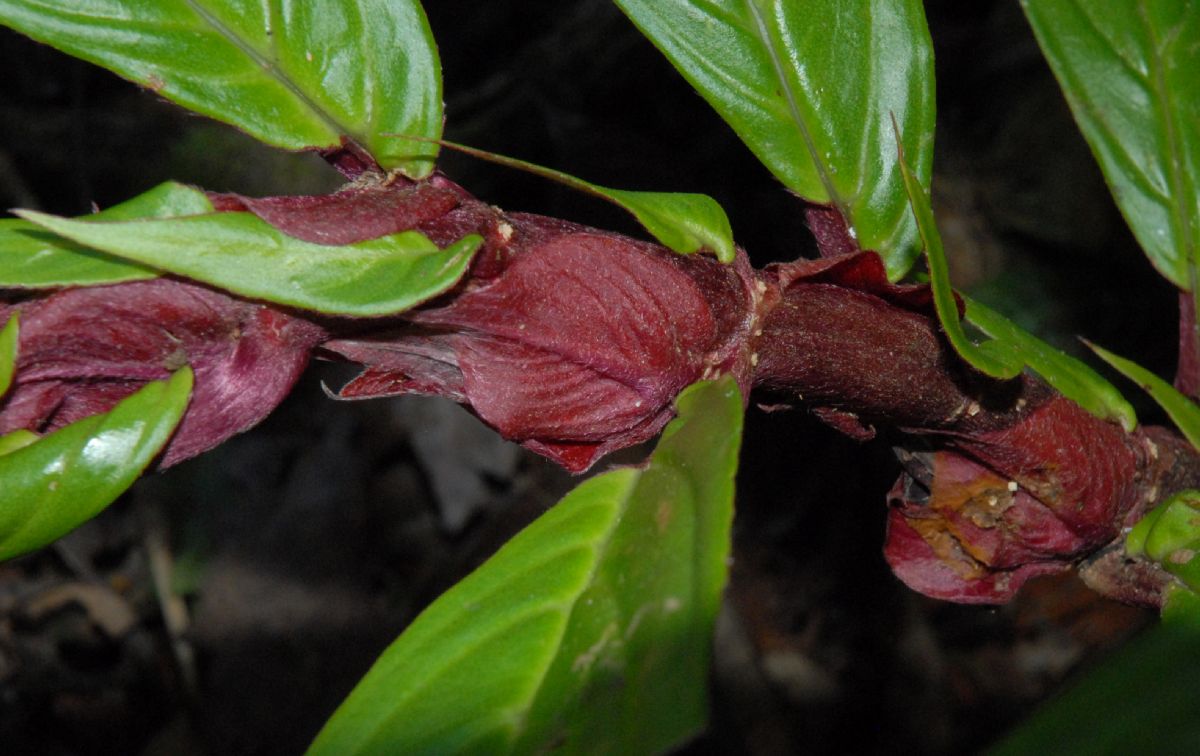 Gesneriaceae Columnea 