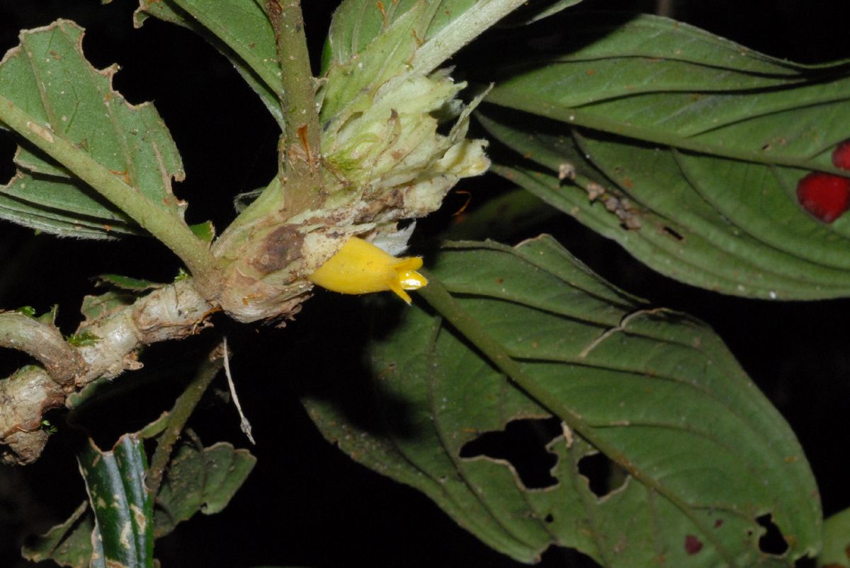 Gesneriaceae Columnea 