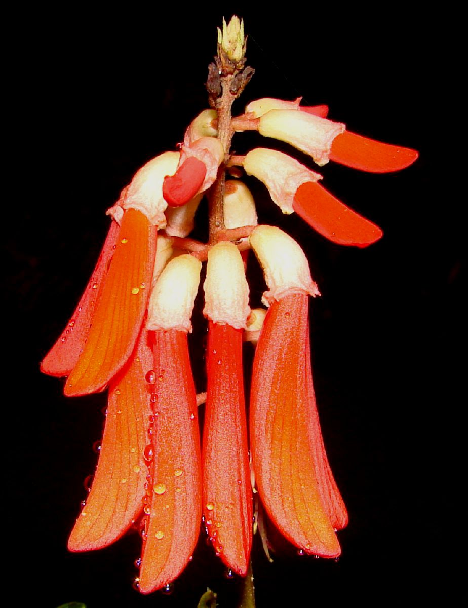Fabaceae Erythrina humeana