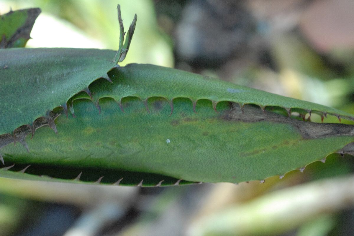 Bromeliaceae Aechmea setigera