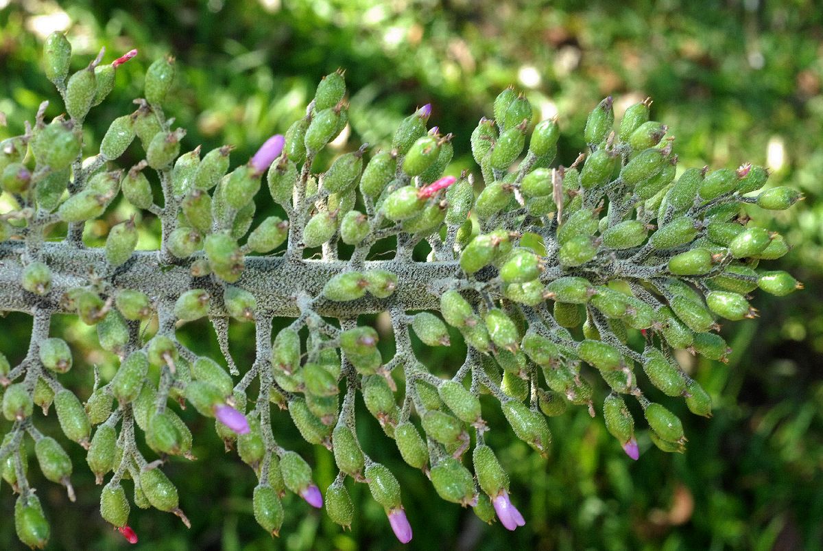 Bromeliaceae Aechmea setigera