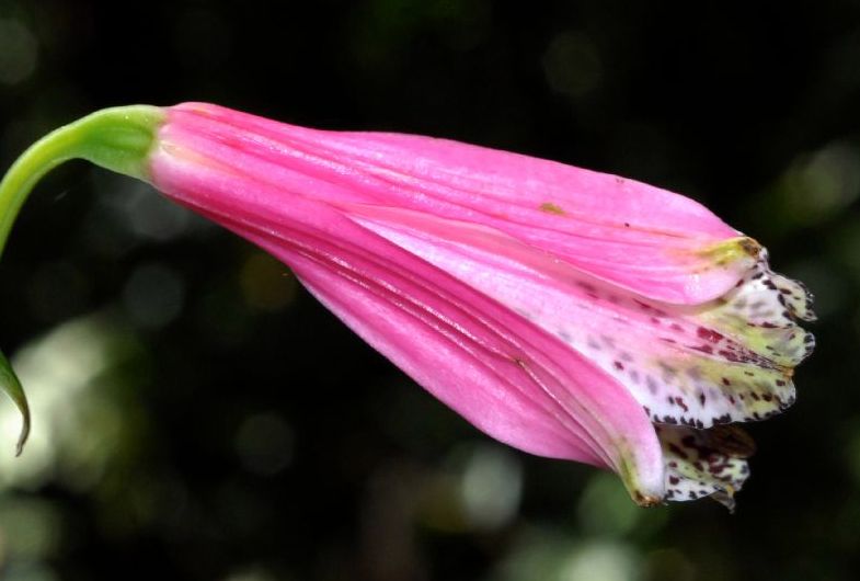Alstroemeriaceae Bomarea 