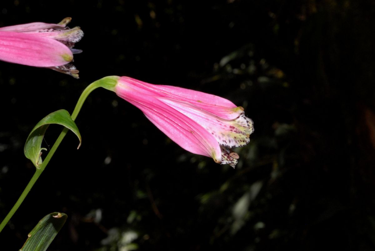 Alstroemeriaceae Bomarea 