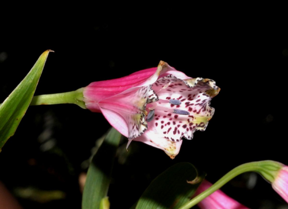 Alstroemeriaceae Bomarea 