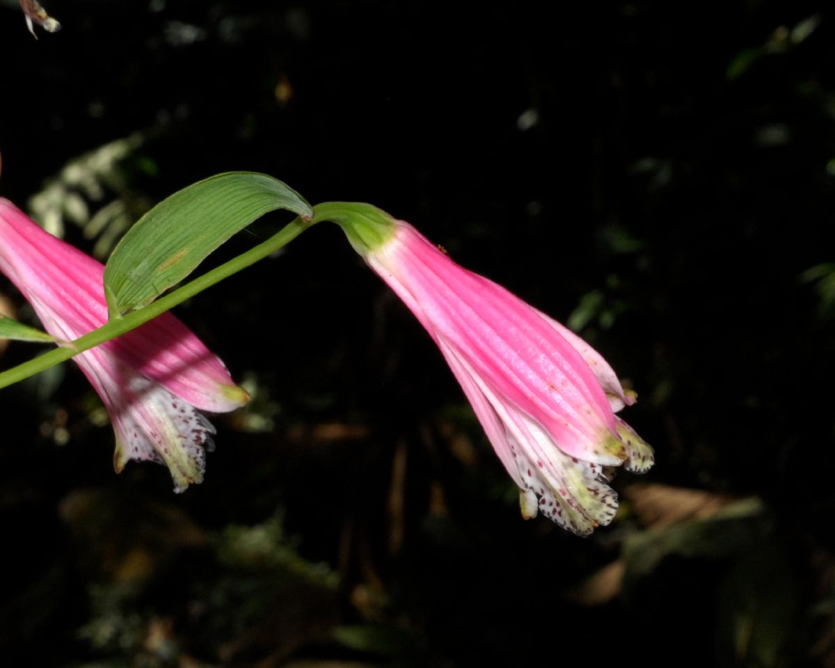 Alstroemeriaceae Bomarea 