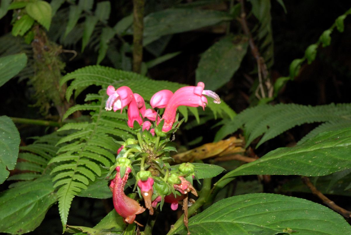 Campanulaceae Centropogon 