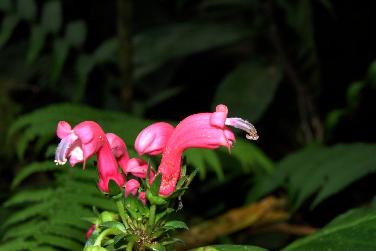 Campanulaceae Centropogon 